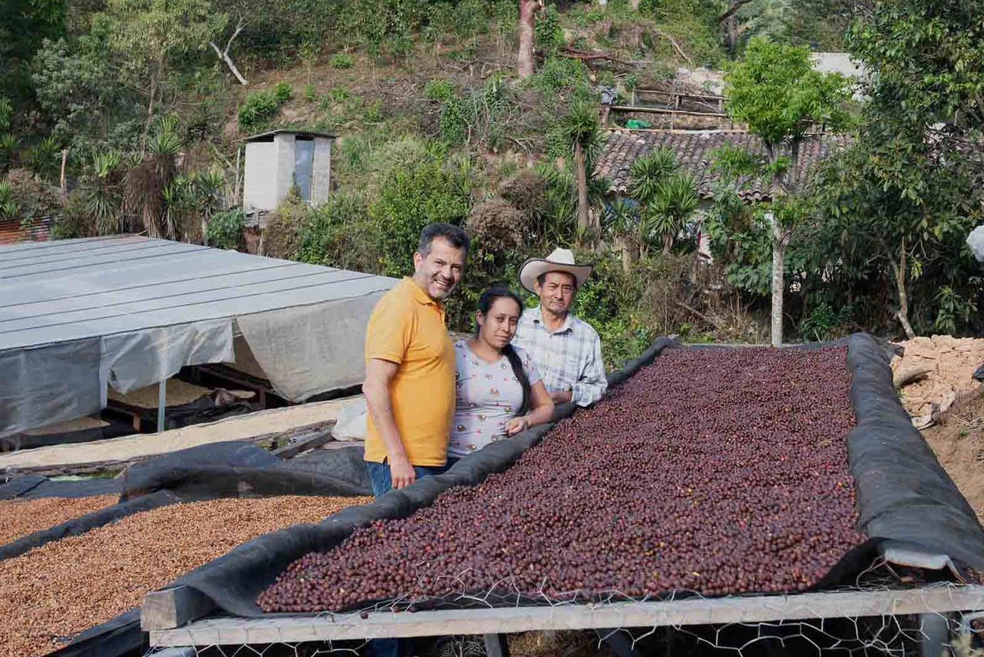 Beyond the Bean: A UK Coffee Roaster's Tribute to the Unsung Heroes – Coffee Farmers