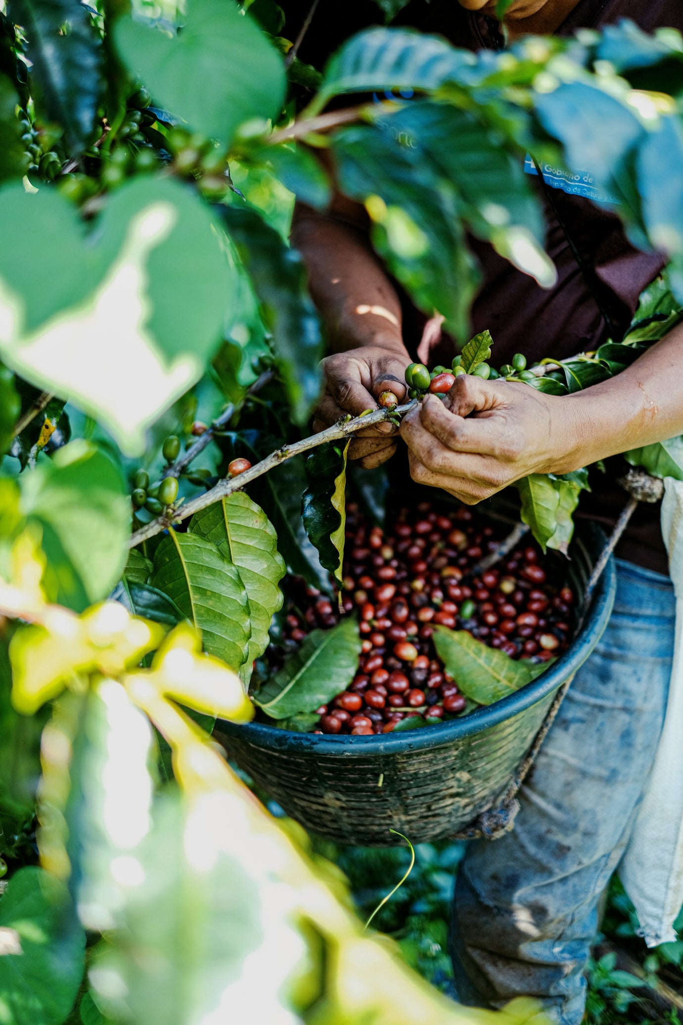 The ‘fly crop’ or ‘mytaca’ - another of coffee's hidden gems